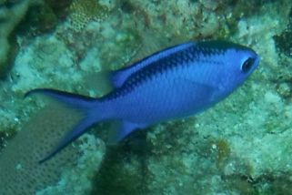 Chromis cyanea - Blaues Schwalbenschwänzchen